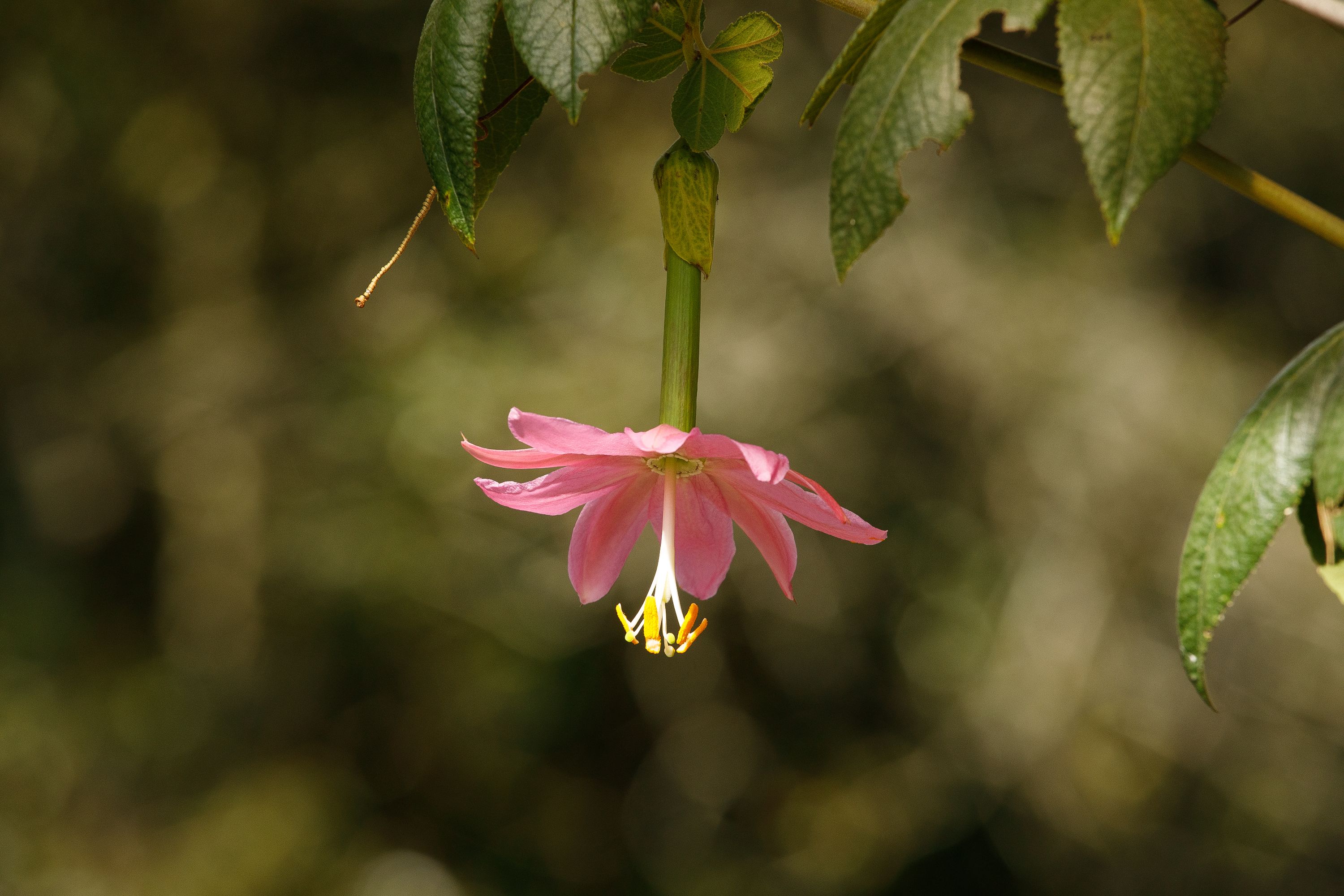cUCURBITACEA SnPedr